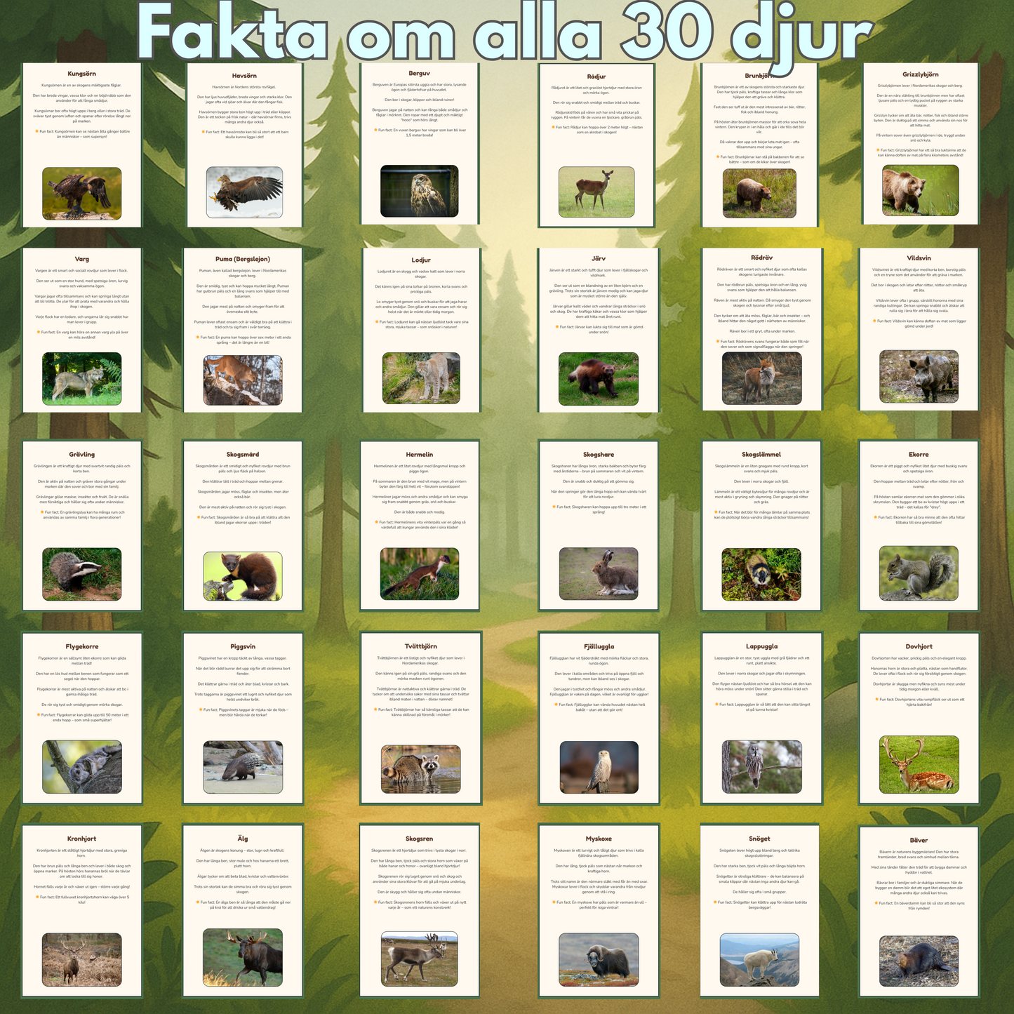 Mitt Skogsäventyr | Digital målarbok med fakta