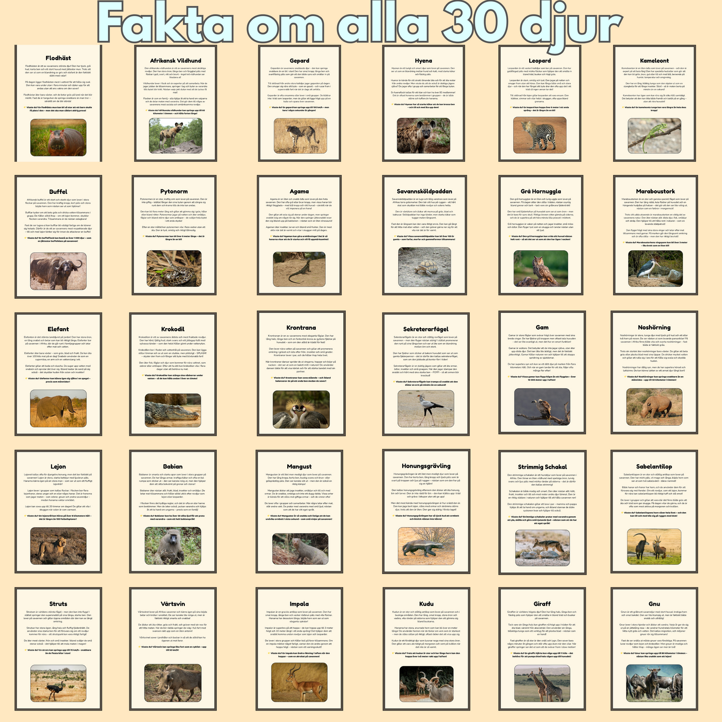 Mitt Safariäventyr | Digital målarbok med fakta